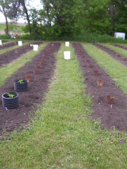 Start Of The 2010 Gardening Year 100_5808