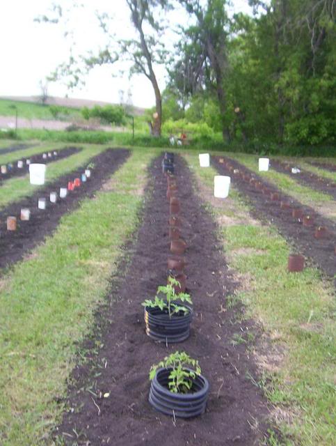 Start Of The 2010 Gardening Year 100_5810