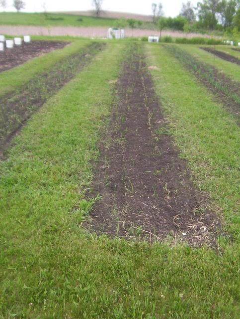 Start Of The 2010 Gardening Year 100_5813