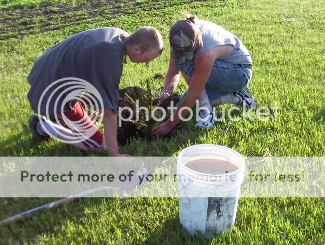 Planting trees 100_5862