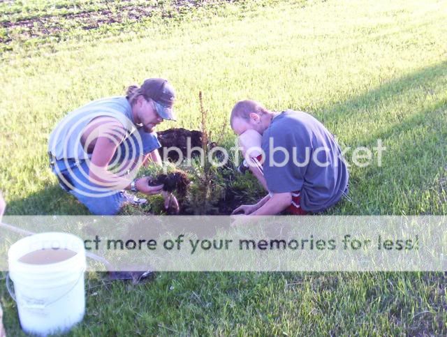 Planting trees 100_5864