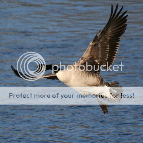 Cool Wildlife Pics Forum CanadaGoose2