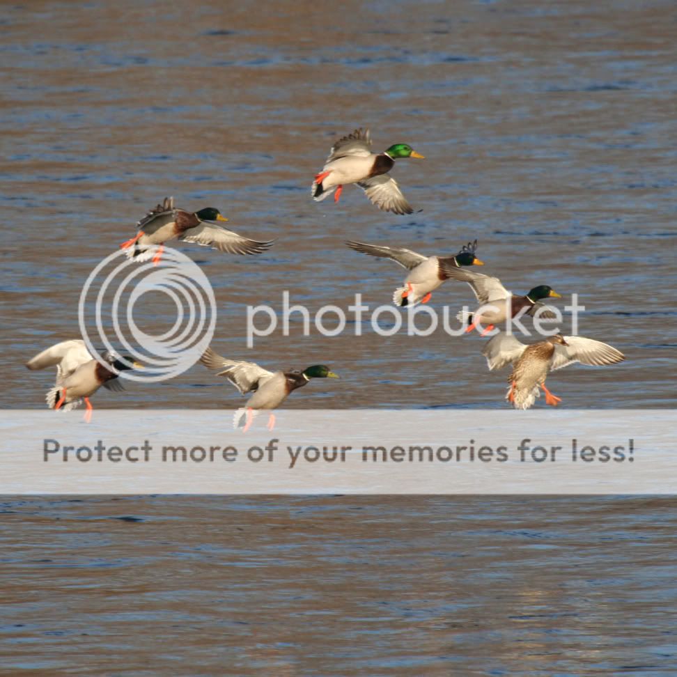 Cool Wildlife Pics Forum DrakeMallards