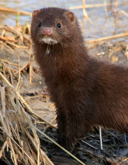 Cool Wildlife Pics Forum - Page 2 Mink