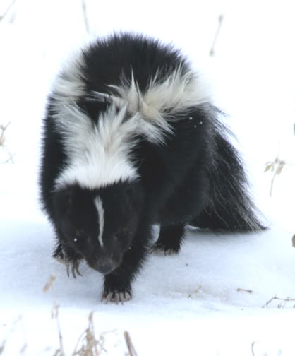 Cool Wildlife Pics Forum - Page 2 Skunk-1