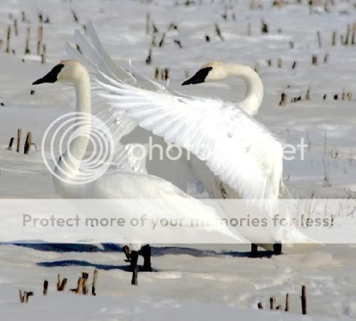 Cool Wildlife Pics Forum Swans-1