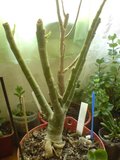 Adenium obesum - Pagina 4 Th_DSC01818_zps22ae7bce