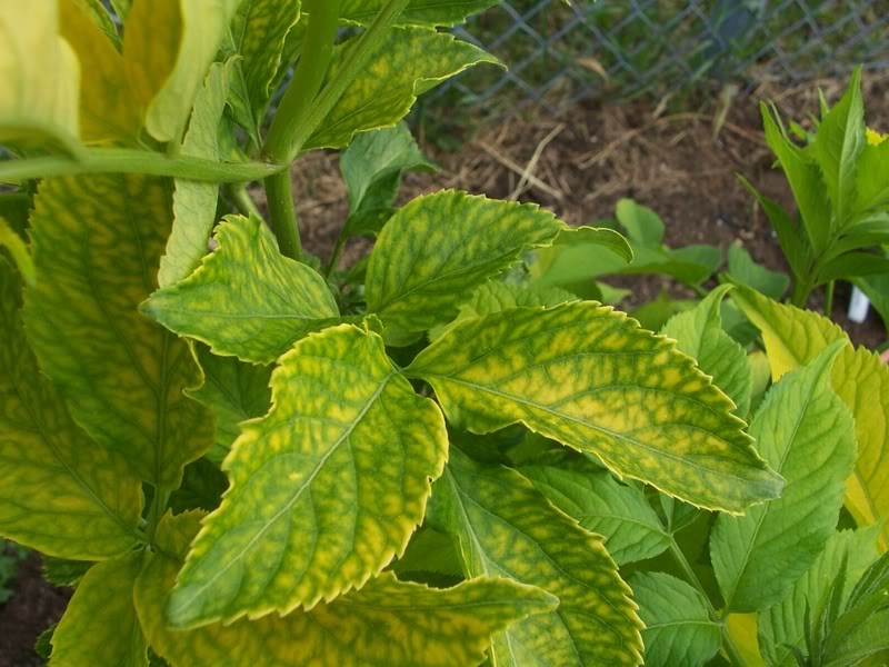 Sureau doré! Sambucus canadensis 'Aurea' Aquarium205