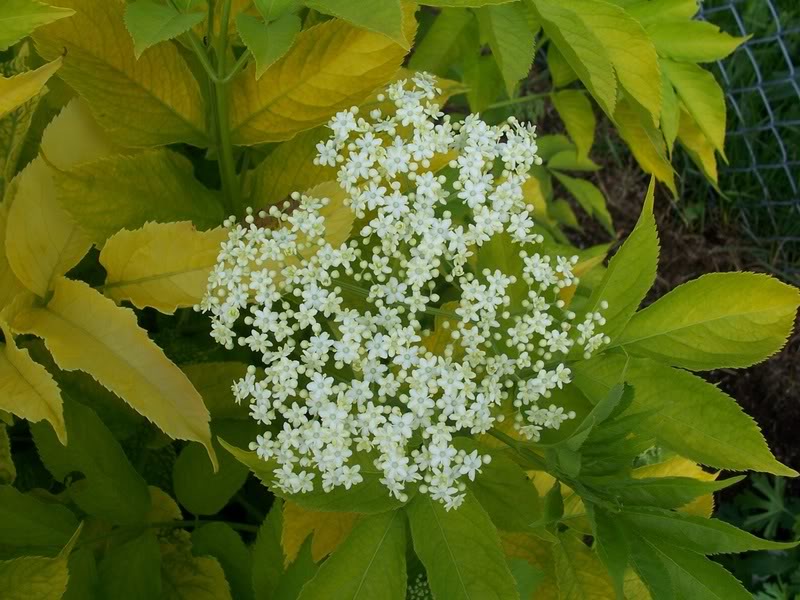 Sureau doré! Sambucus canadensis 'Aurea' - Page 2 Aquarium385