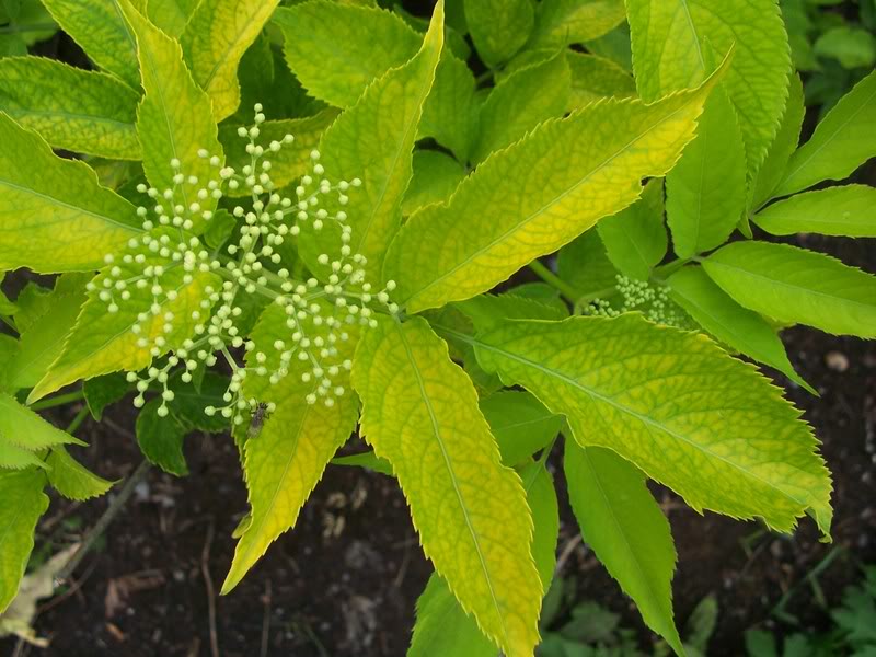 Sureau doré! Sambucus canadensis 'Aurea' - Page 3 Sureau004