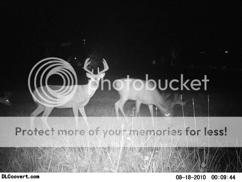 some of my trail cam pics PICT0433