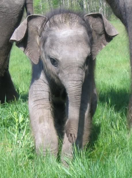 Cute Animal Tournament Round 1.22 Elephant v Rhino Baby-elephant2