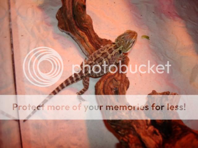 mes pogona DSC03132