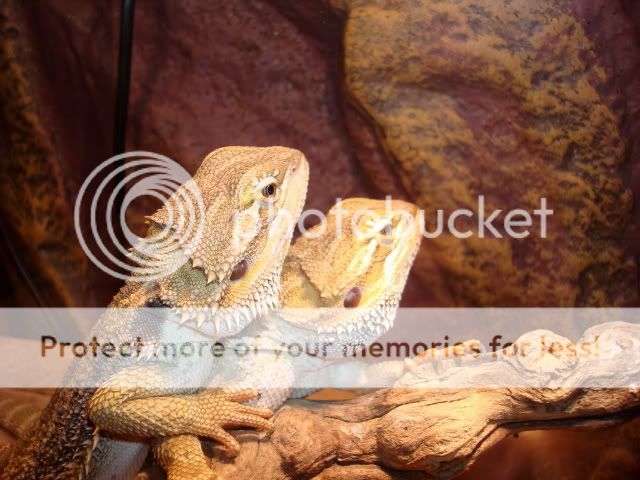 mes pogona DSC03643