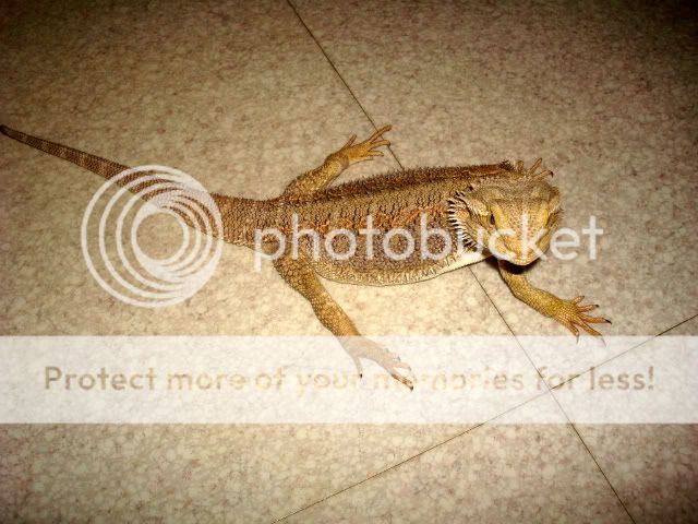 mes pogona DSC03787