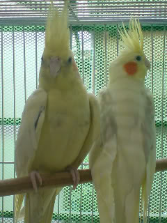 COCKATIELS - Page 2 DSC00001