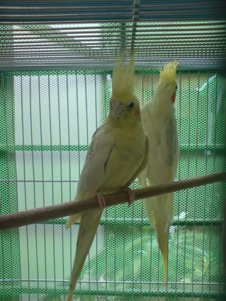 COCKATIELS - Page 2 DSC00873