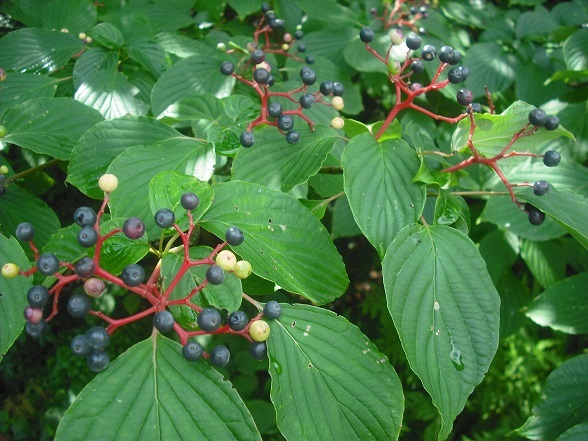 Cornus alternifolia  DSCF1985-Copie_zps1463ae5d