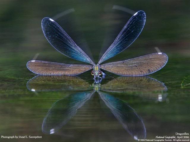 The Dragonfly Dragonfly