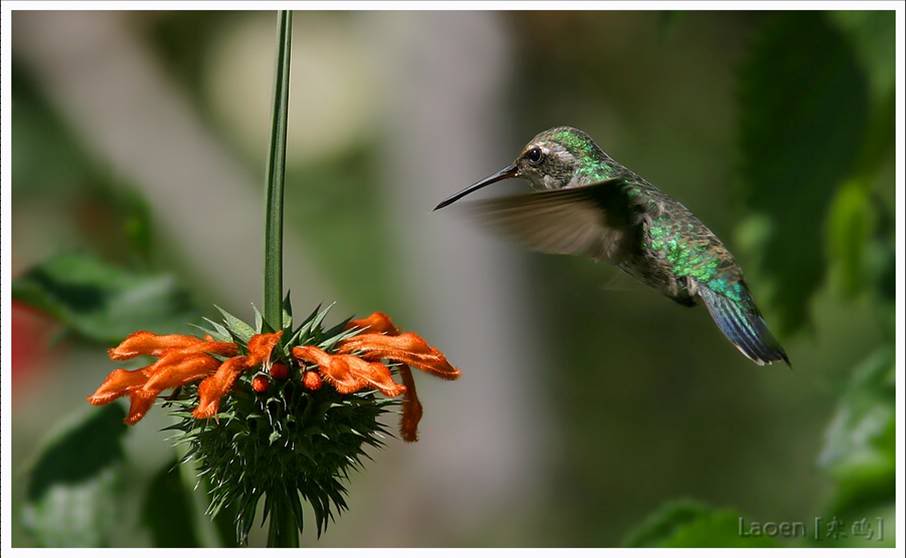 Tajanstvenim stazama duse... - Page 18 Nature-HoveringHummingbirdContempla