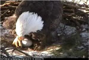 American Bald Eagle - Norfolk Botanical Gardens (Virginia) Norfolkeaglefirstegg