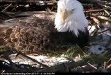 American Bald Eagle - Norfolk Botanical Gardens (Virginia) Th_Video_2010-01-31_firstegg