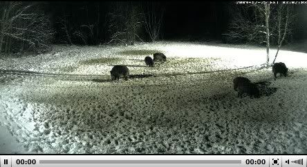 Second Estonian Wild Pig Cam 2010 in Lääne Virumaa - Page 2 2009-12-24_190624