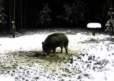 Estonian Wild Pig Cam 2010 - Page 2 2010-01-08_165608