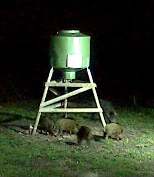 Wild Pig Camera Lovers/ ADDRESS CHANGED TO SWEDISH STREAMING CAM - Page 15 2009-08-27_littleguys