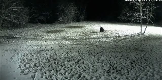 Second Estonian Wild Pig Cam 2010 in Lääne Virumaa - Page 2 2009-12-23_loner