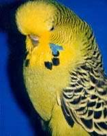 Other Hobbies... English-budgie-001