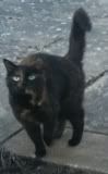 extremely urgent - 4 lovely cats due to be PTS in Derby area - can anyone help Dulcie