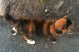 extremely urgent - 4 lovely cats due to be PTS in Derby area - can anyone help Moppet