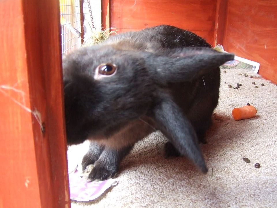 our new headtilt bunny (some people may find pics upsetting) 2005_0122SEPTEMBER20100013