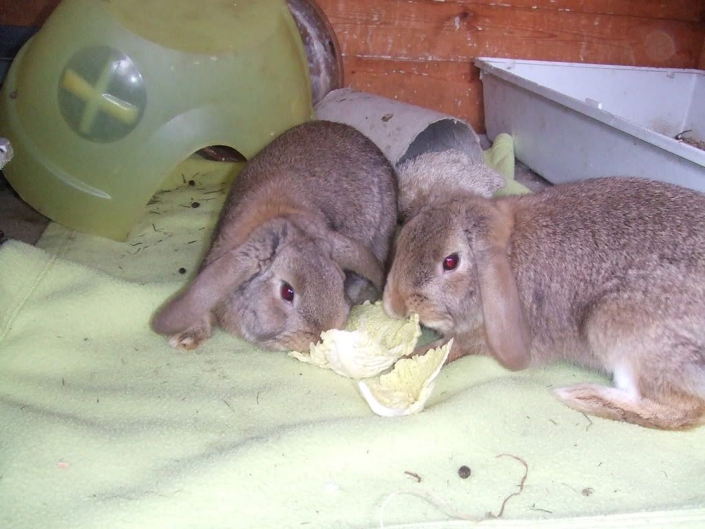 georgeous pair of young lop girls 2010_0304march20100006