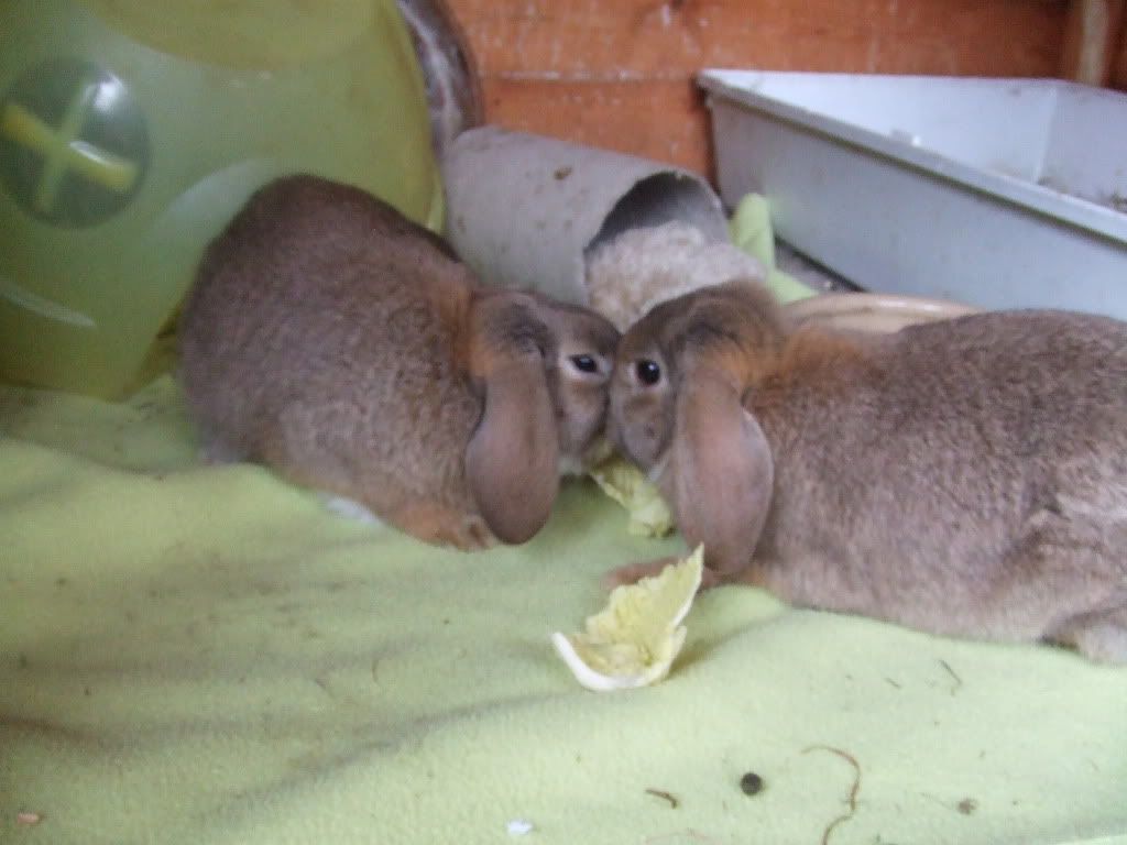 georgeous pair of young lop girls 2010_0304march20100007