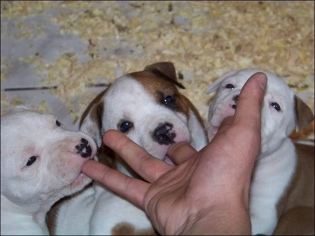 Eyka petite, et ses frères et soeurs 100_7792