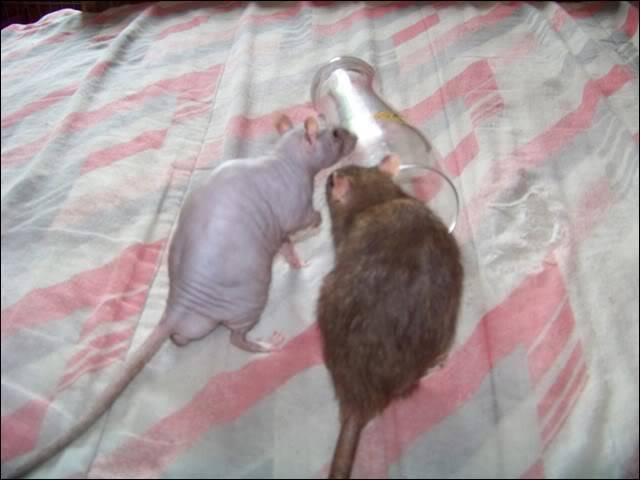 Mes Rats 100_8913