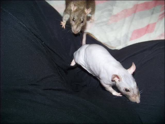 Mes Rats 100_8916