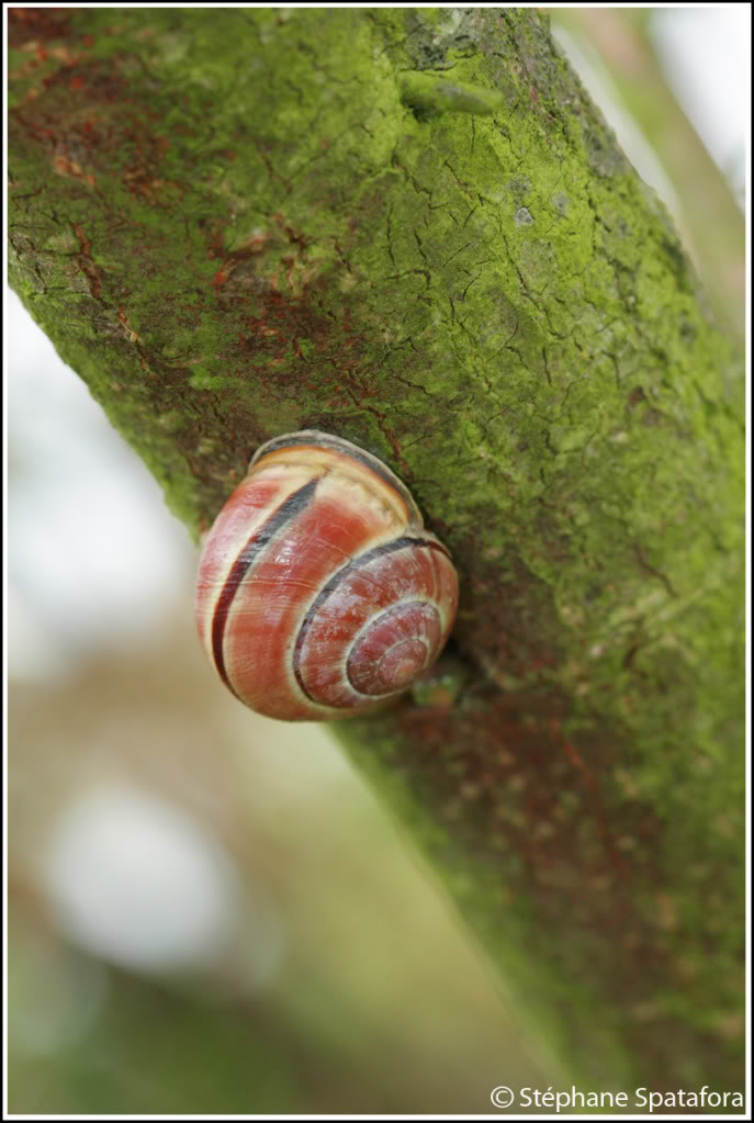 Vos photos non aquariophiles - Page 10 Escargot1