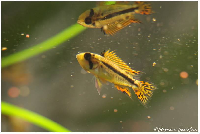 COUPLE APISTO CACATUOIDE ELEVAGE A VENDRE 10euros/Couple Cacatuoidemale1