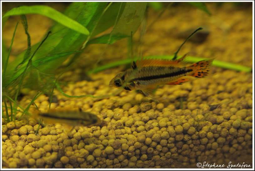 COUPLE APISTO CACATUOIDE ELEVAGE A VENDRE 10euros/Couple Cacatuoidemaleetfemelle1