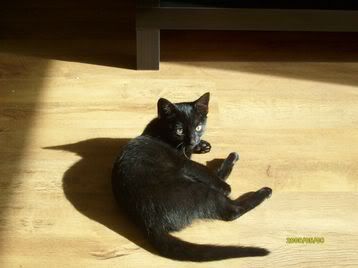 My 4 Cats - new pics Poppysunbathing