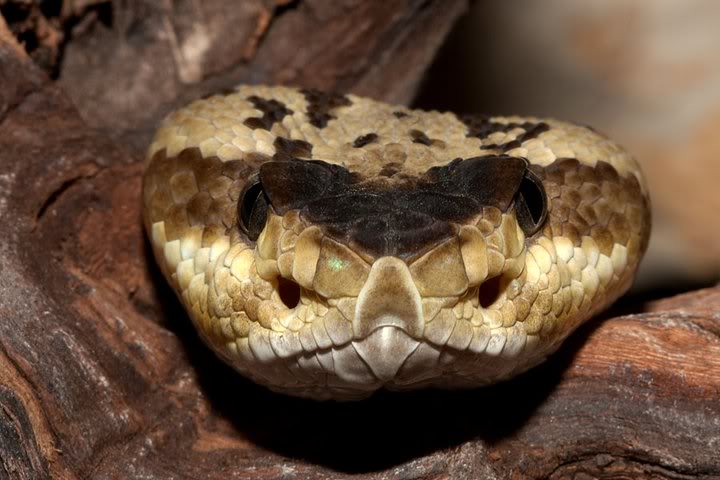 A few of my older venomous pictures... Cmm001