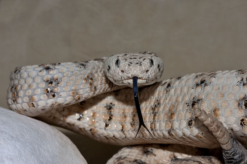 A few of my older venomous pictures... Crotalus-mitchellii-pyrrhus-2010050