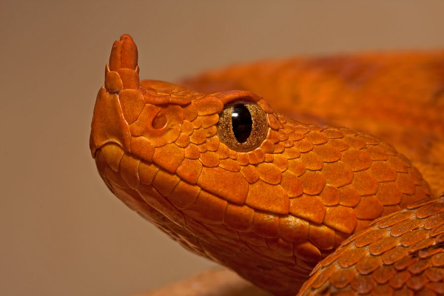 A few of my older venomous pictures... Vipera-ammodytes-ammodytes-20080909