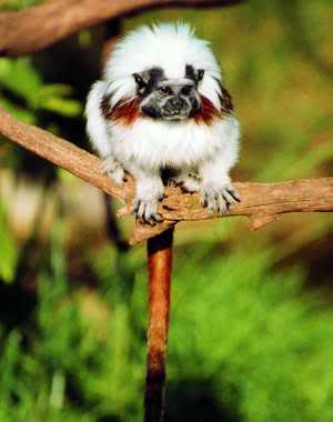 [bLOg] Tamarin