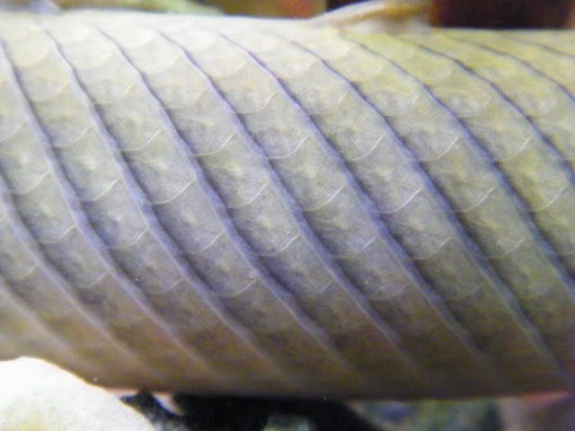 détails morphologiques chez erpetoichthys calabaricus 2009_0821fish0050