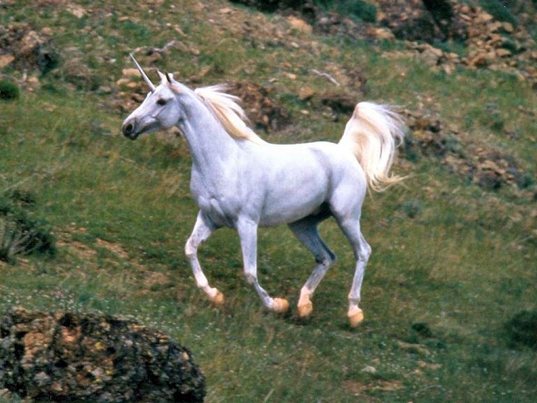 My Search For A Unicorn.. 496267rrg1z9yd6g