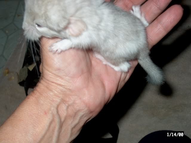 OMG Chinchilla Babies Angelbabyc21909